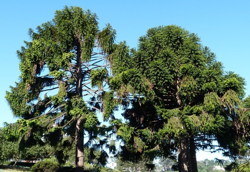 Araucaria bidwillii (Bunya pine) — photo