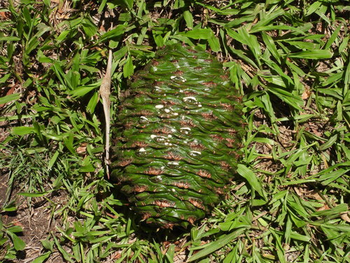 Araucaria bidwillii (Bunya pine) — photo