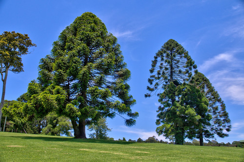 Araucaria bidwillii
