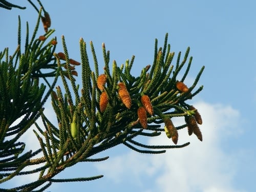 Araucaria columnaris (Coral reef araucaria) — photo