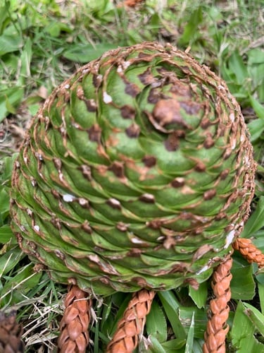 Araucaria columnaris (Coral reef araucaria) — photo
