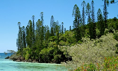 Araucaria columnaris