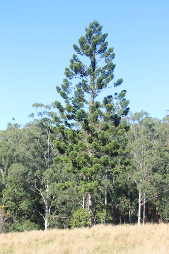 Araucaria cunninghamii (Moreton Bay pine) — photo