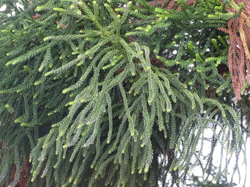 Araucaria cunninghamii (Moreton Bay pine) — photo