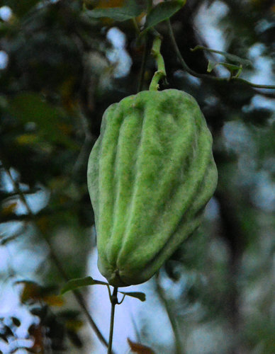 Araujia sericifera (Cruel plant) — photo