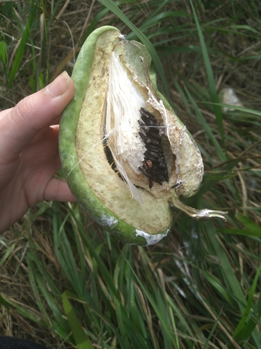 Araujia sericifera (Cruel plant) — photo
