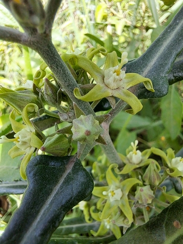 Araujia stormiana — photo