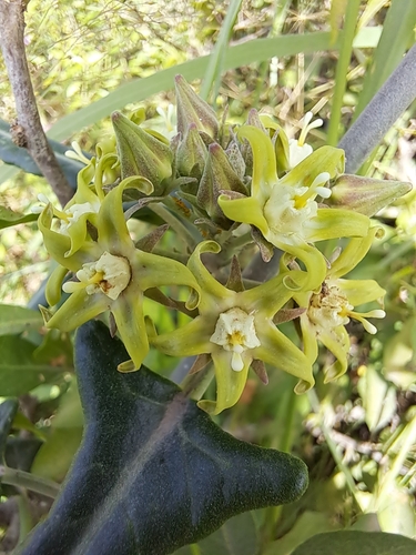 Araujia stormiana