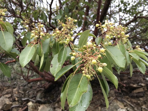Arbutus andrachne (Grecian strawberry tree) — photo