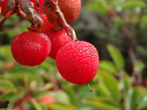 Arbutus andrachne (Grecian strawberry tree) — photo