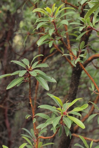 Arbutus arizonica (Arizona maderone) — photo