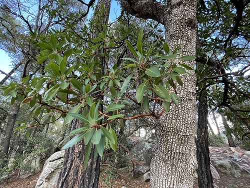 Arbutus arizonica (Arizona maderone) — photo