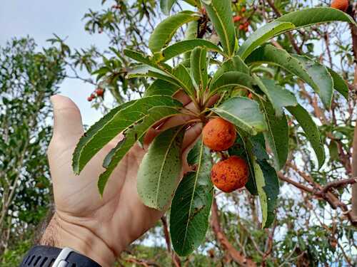 Arbutus canariensis (Canary Island strawberry tree) — photo