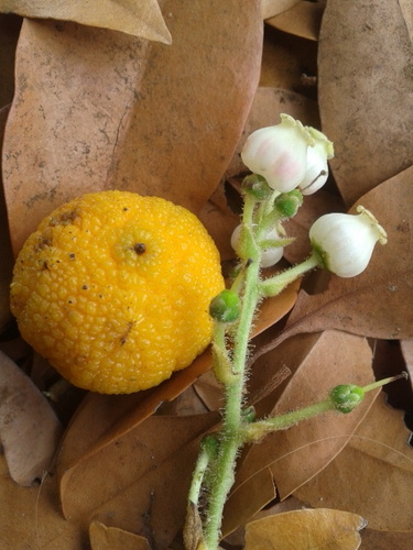 Arbutus canariensis (Canary Island strawberry tree) — photo
