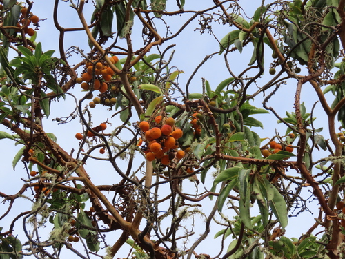 Arbutus canariensis