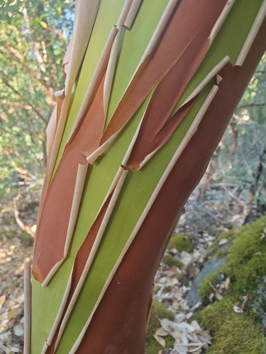 Arbutus menziesii (Madrona) — photo
