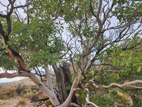 Arbutus texana (Texas madrone) — photo