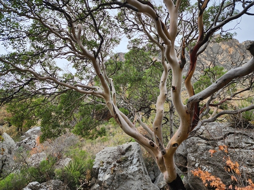 Arbutus texana (Texas madrone) — photo