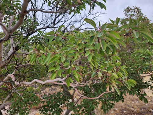 Arbutus texana