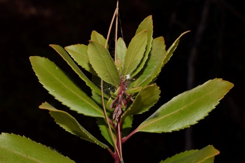 Arbutus unedo (Irish Strawberry tree) — photo