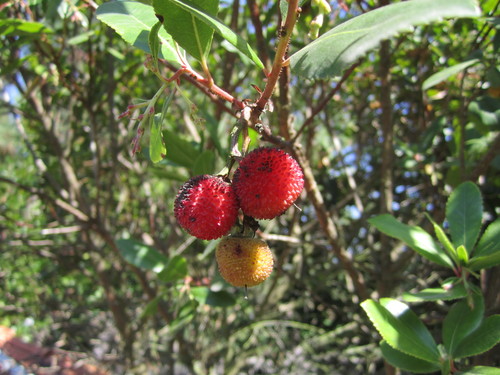 Arbutus unedo (Irish Strawberry tree) — photo