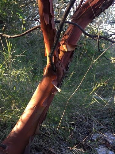 Arbutus x andrachnoides (Hybrid strawberry tree) — photo