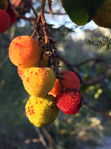 Arbutus x andrachnoides (Hybrid strawberry tree) — photo