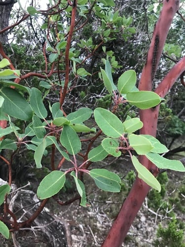 Arbutus xalapensis (Madrone) — photo