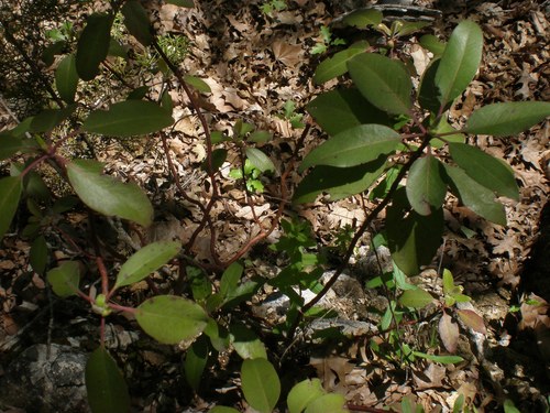 Arbutus xalapensis (Madrone) — photo