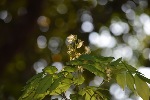 Archidendron bigeminum (Dogfruit) — photo