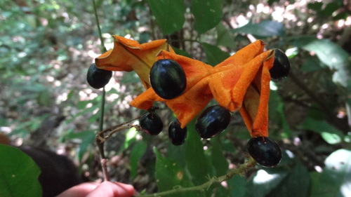 Archidendron bigeminum (Dogfruit) — photo