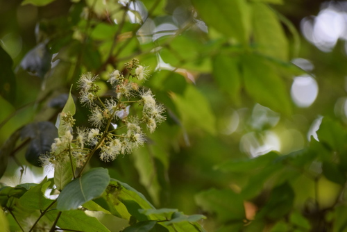 Archidendron bigeminum