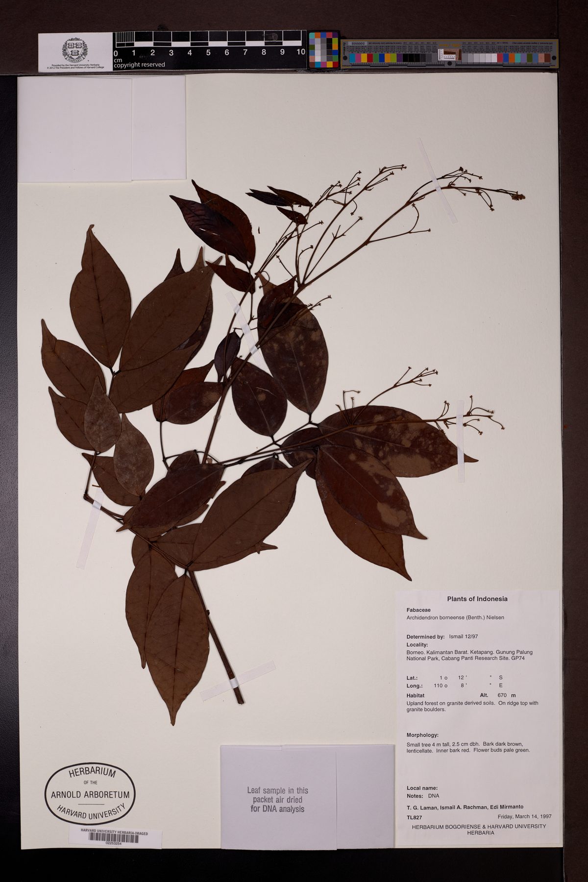 Archidendron borneense — photo