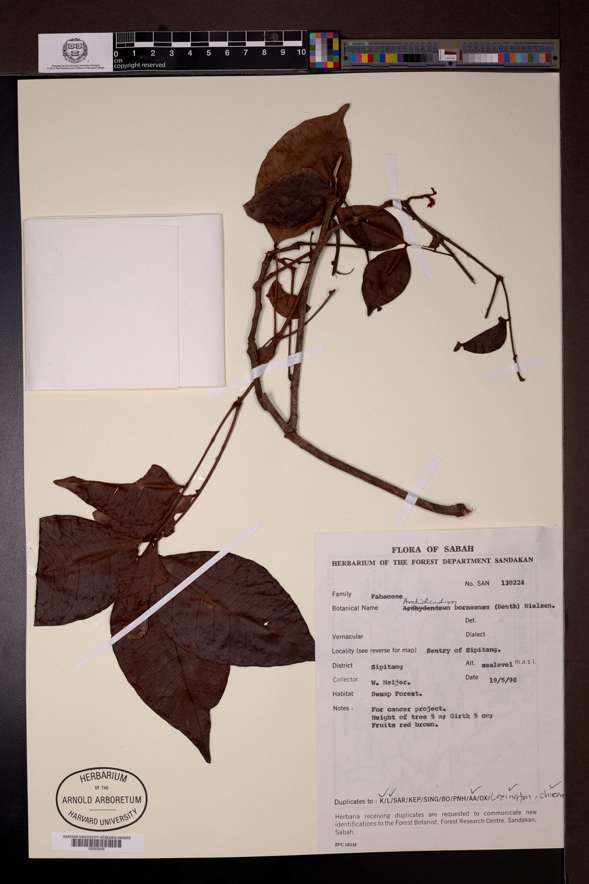 Archidendron borneense — photo