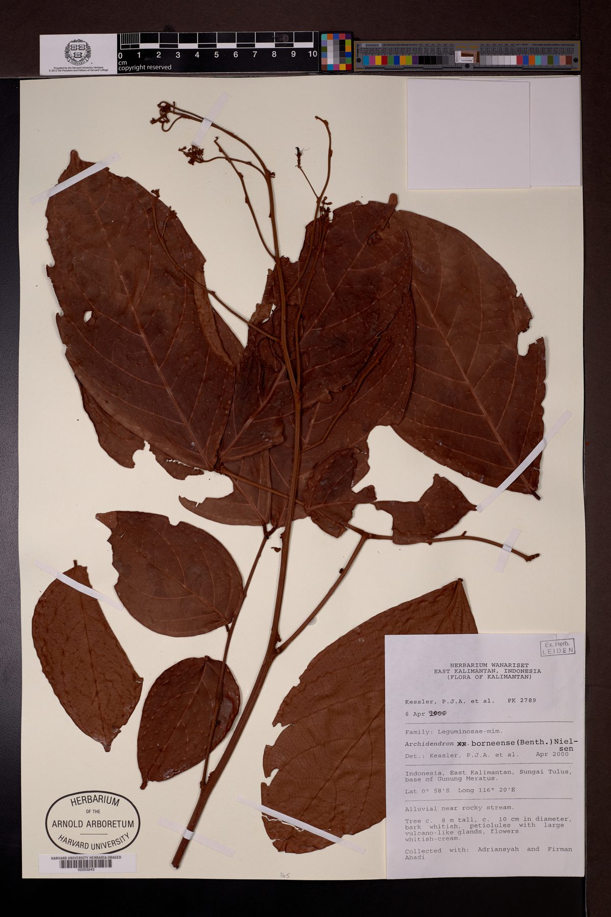 Archidendron borneense