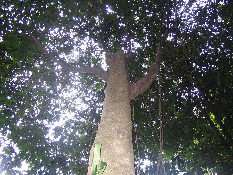 Archidendron bubalinum (Kerdas) — photo
