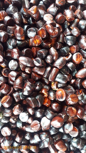 Archidendron bubalinum