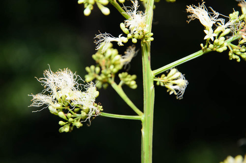 Archidendron clypearia — photo