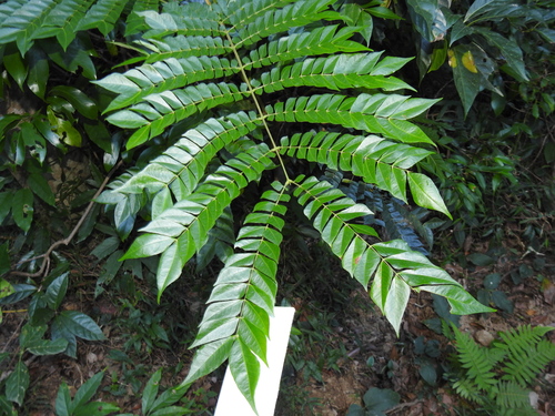 Archidendron clypearia — photo