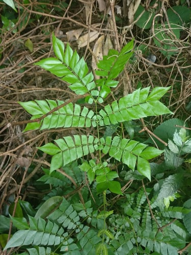 Archidendron clypearia