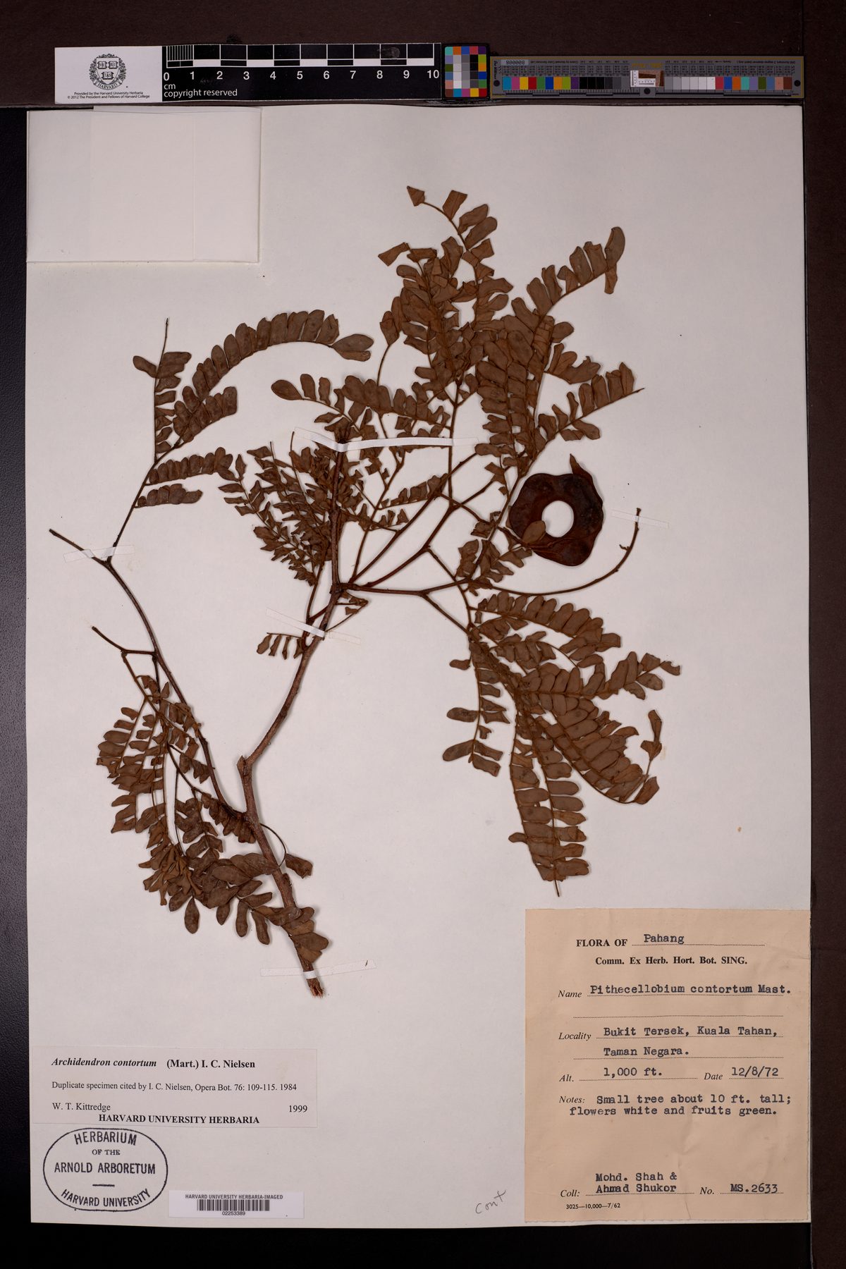 Archidendron confertum (Kerdas) — photo