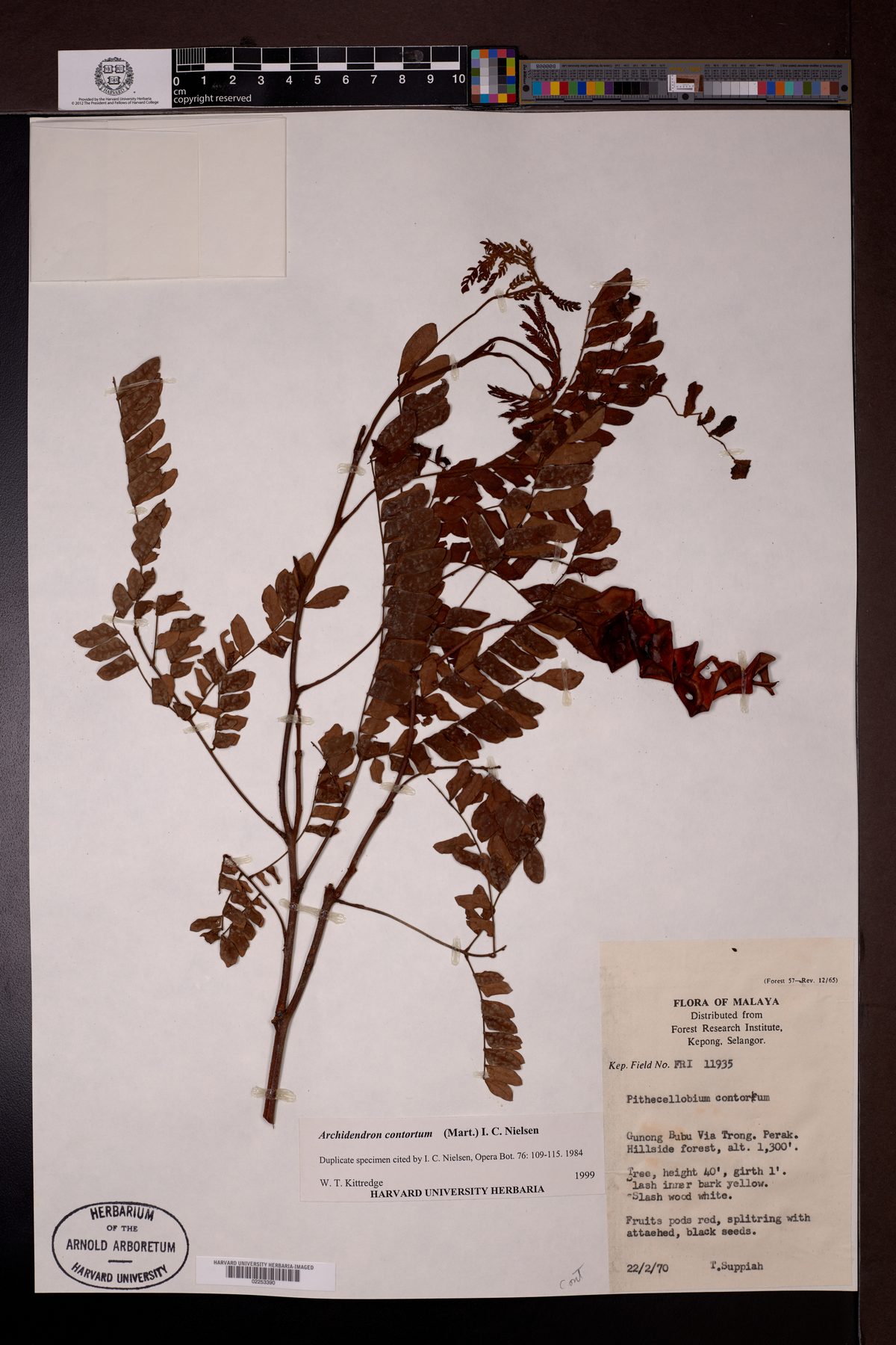 Archidendron confertum (Kerdas) — photo