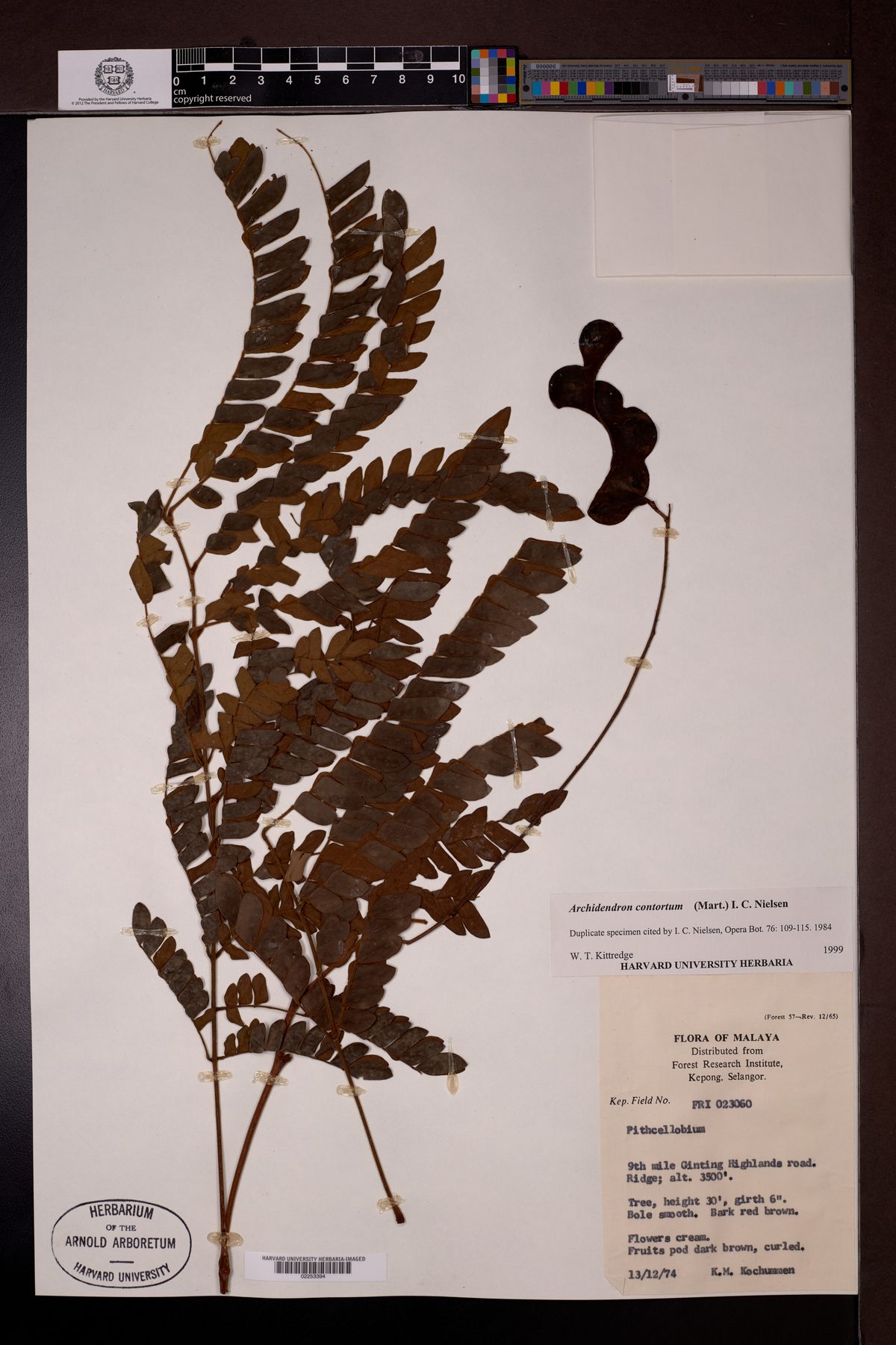 Archidendron confertum