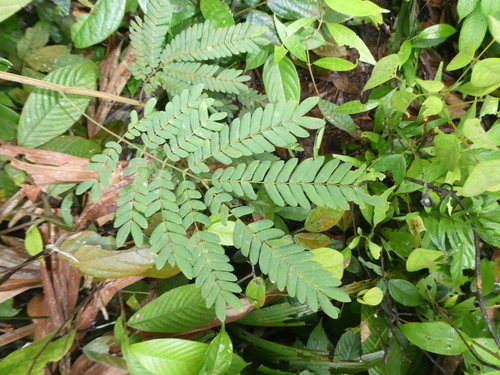 Archidendron contortum — photo