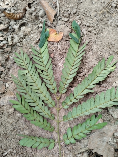 Archidendron contortum