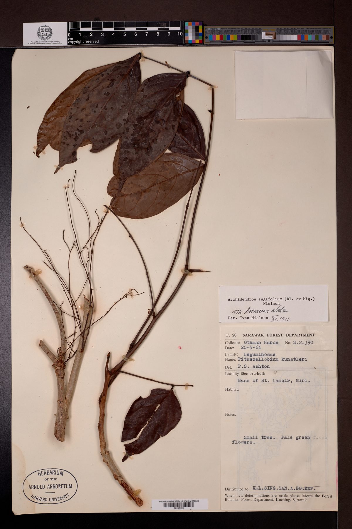 Archidendron fagifolium (Jengkolan) — photo