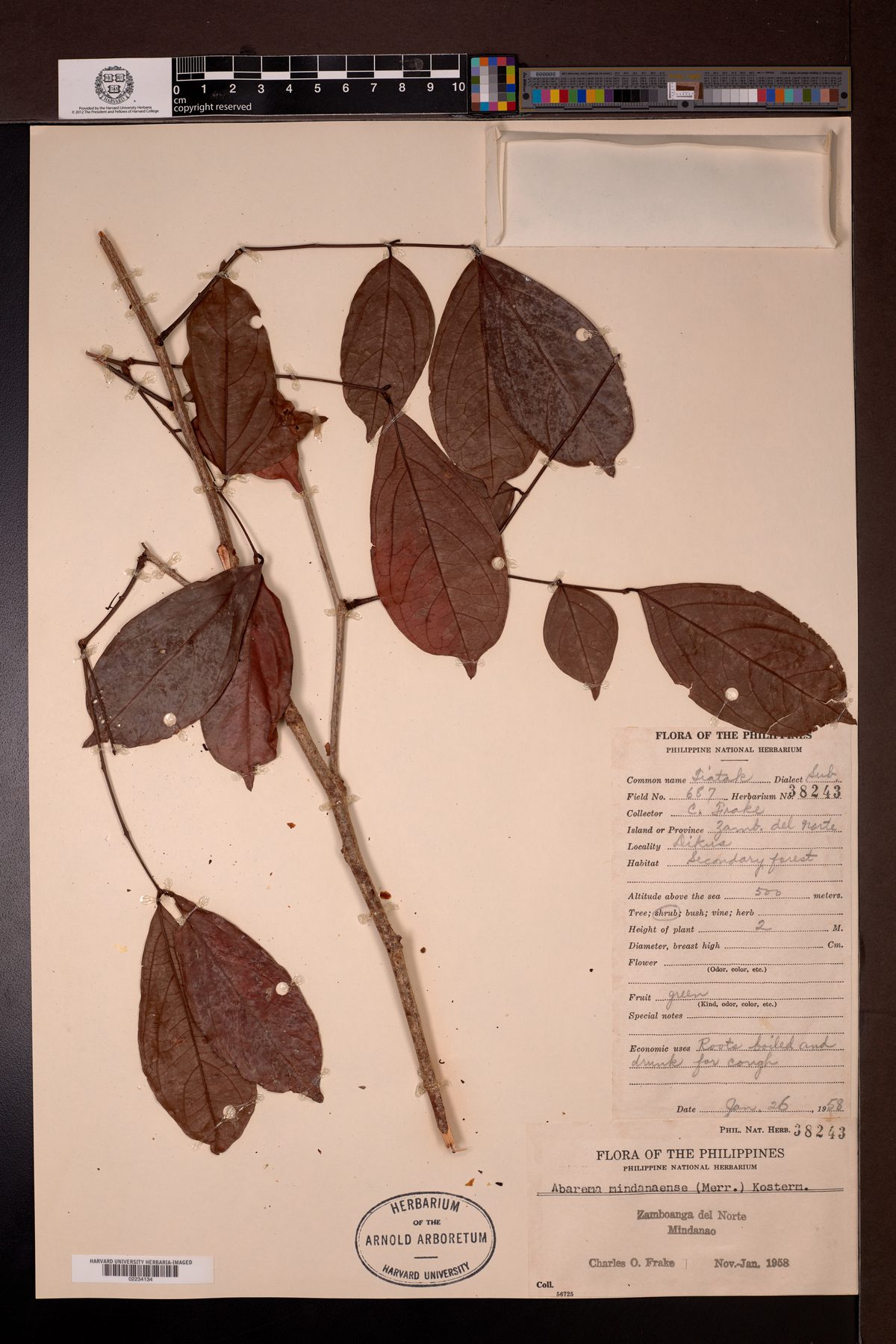 Archidendron fagifolium (Jengkolan) — photo