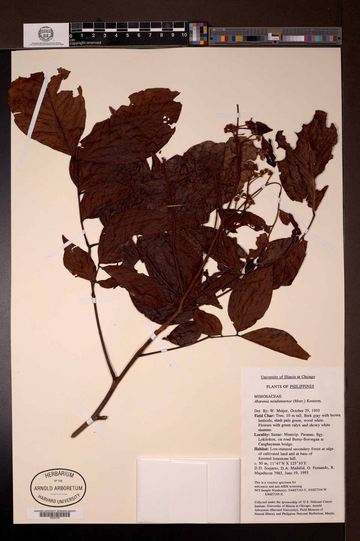 Archidendron fagifolium