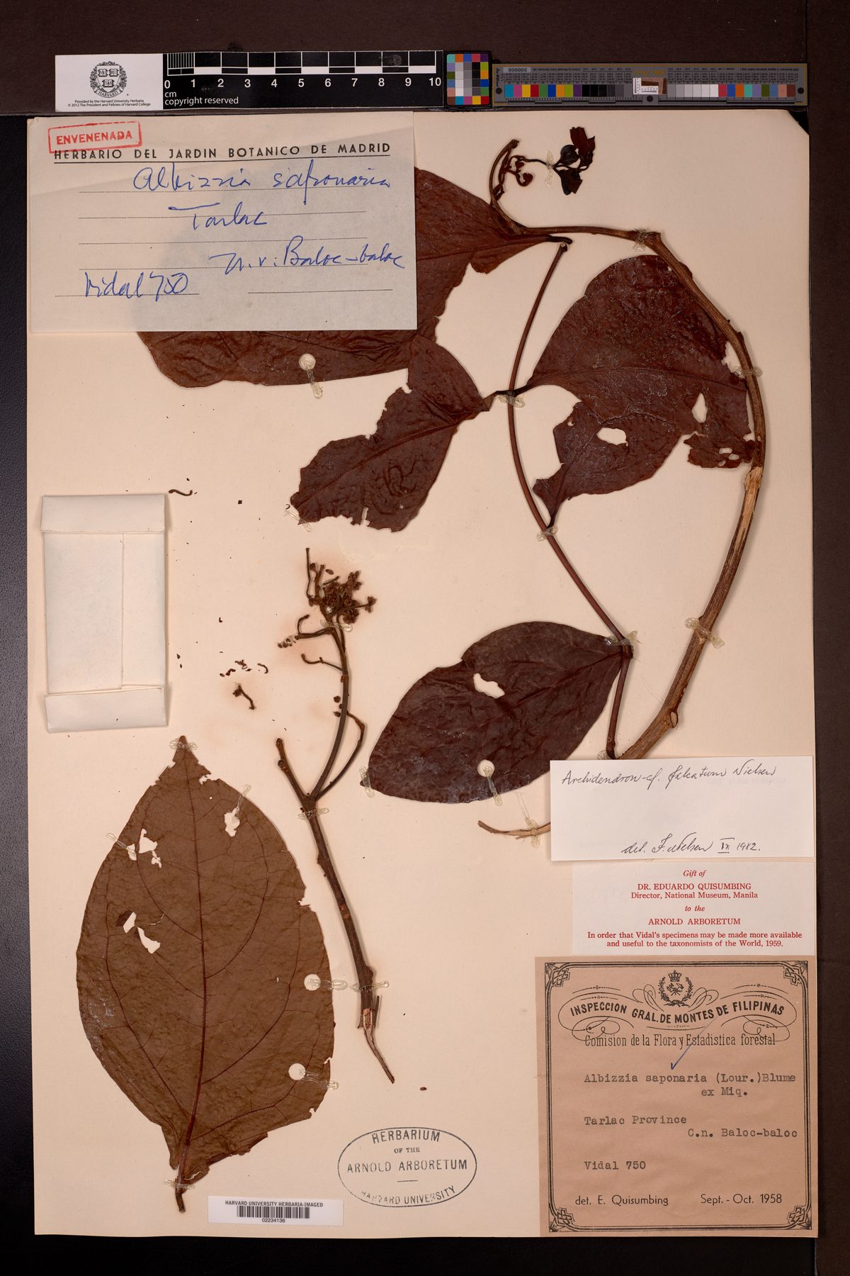 Archidendron falcatum (Jering) — photo