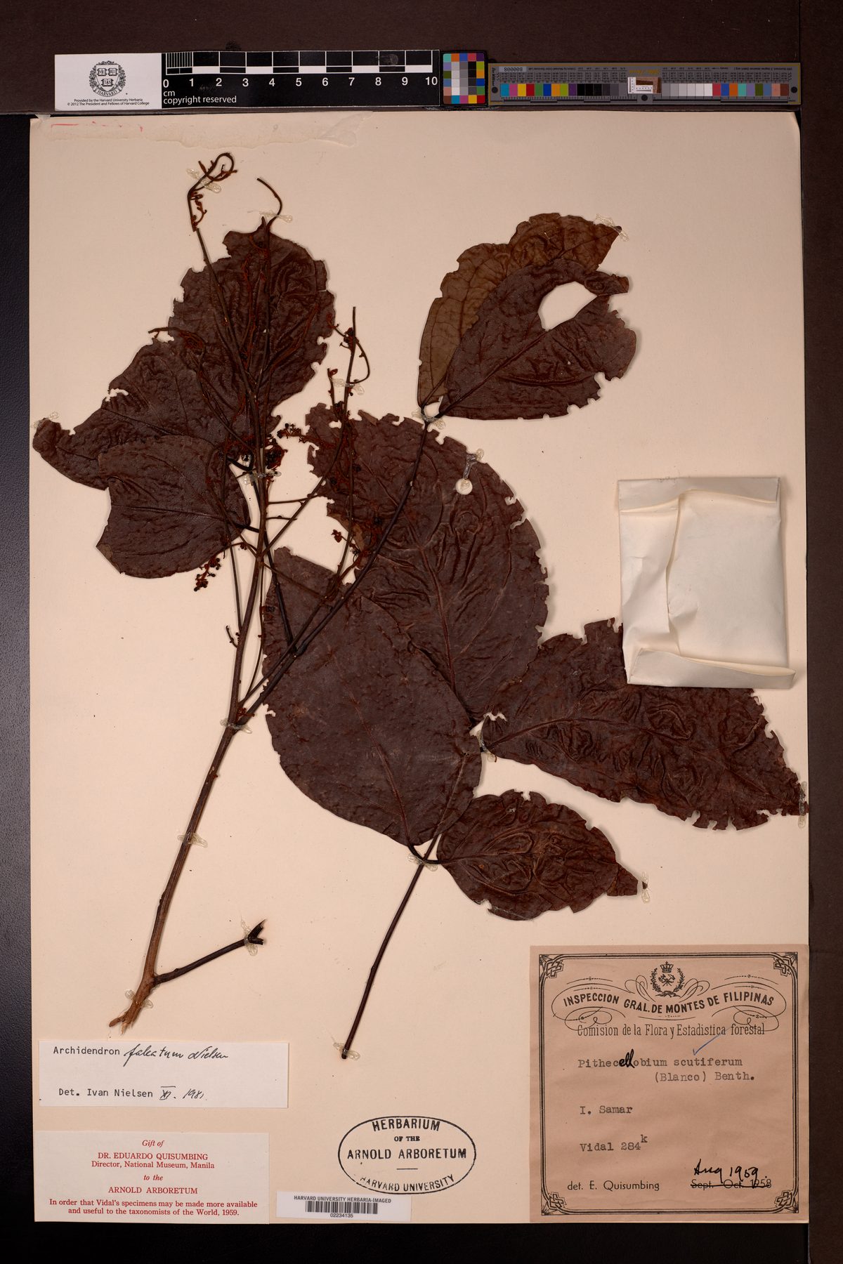 Archidendron falcatum (Jering) — photo